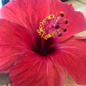 Meet your Posher, Melody